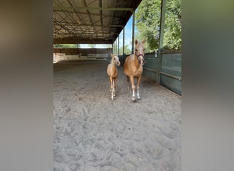 Duitse rijpony, Merrie, Veulen (05/2026), 148 cm, Palomino