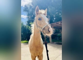 Duitse rijpony, Merrie, Veulen (05/2026), 148 cm, Palomino