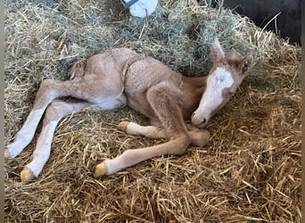 Duitse rijpony, Merrie, Veulen (03/2025), 148 cm, Palomino