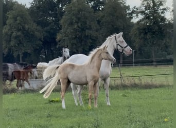 Duitse rijpony, Merrie, Veulen (03/2025), 148 cm, Palomino