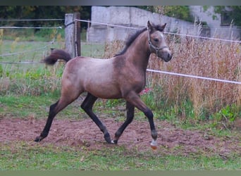 Duitse rijpony, Merrie, Veulen (06/2026), 150 cm, Buckskin