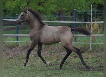 Duitse rijpony, Merrie, Veulen (06/2026), 150 cm, Buckskin