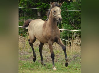 Duitse rijpony, Merrie, Veulen (06/2026), 150 cm, Buckskin