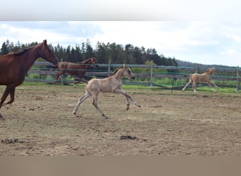 Duitse rijpony, Merrie, , 150 cm, Buckskin