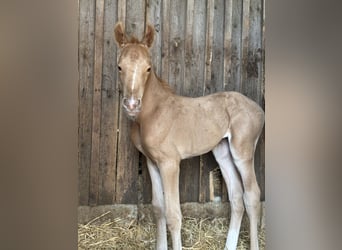 Duitse rijpony, Merrie, , 150 cm, Palomino