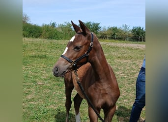 Duitse rijpony, Merrie, Veulen (04/2026), 155 cm, Donkere-vos