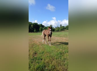 Duitse rijpony, Merrie, Veulen (04/2026), 155 cm, Donkere-vos