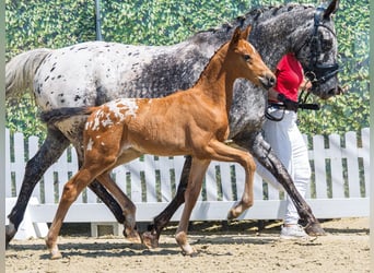 Duitse rijpony, Merrie, Veulen (05/2026), Appaloosa