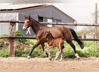 Duitse rijpony, Merrie, veulen (04/2024), Brauner