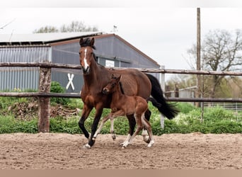 Duitse rijpony, Merrie, veulen (04/2024), Brauner