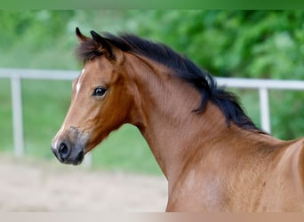 Duitse rijpony, Merrie, Veulen (03/2026), Bruin