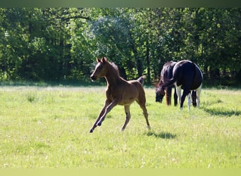 Duitse rijpony, Merrie, Veulen (03/2026), Bruin