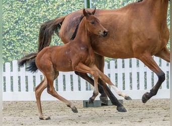 Duitse rijpony, Merrie, Veulen (05/2026), Bruin