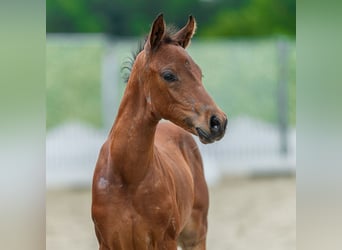 Duitse rijpony, Merrie, Veulen (05/2026), Bruin