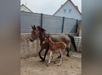 Duitse rijpony, Merrie, Veulen (05/2026), Bruin