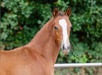 Duitse rijpony, Merrie, veulen (06/2024), Bruin