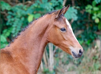 Duitse rijpony, Merrie, veulen (05/2024), Bruin