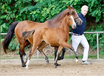 Duitse rijpony, Merrie, veulen (06/2024), Bruin