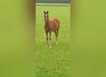 Duitse rijpony, Merrie, Veulen (03/2026), Bruin
