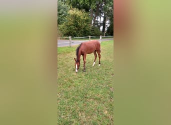 Duitse rijpony, Merrie, Veulen (03/2025), Bruin