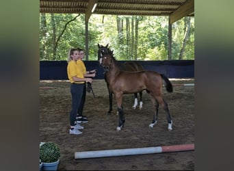 Duitse rijpony, Merrie, Veulen (03/2026), Bruin