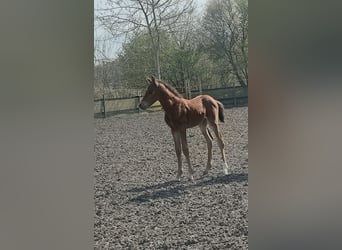 Duitse rijpony, Merrie, Veulen (04/2026), Bruin