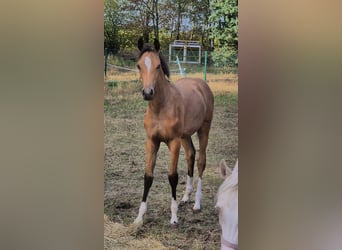 Duitse rijpony, Merrie, Veulen (05/2026), Buckskin