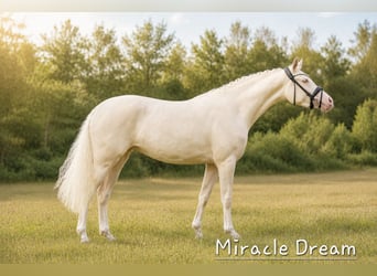 Duitse rijpony, Merrie, Veulen (05/2026), Buckskin