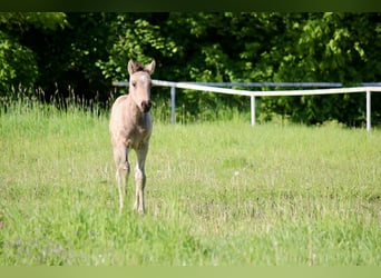 Duitse rijpony, Merrie, Veulen (03/2026), Buckskin