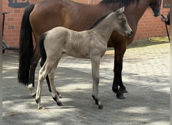 Duitse rijpony, Merrie, Veulen (05/2026), Buckskin