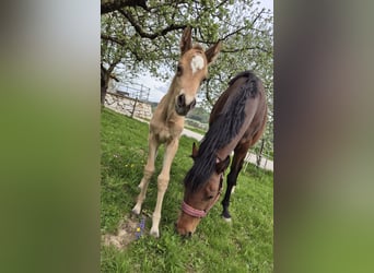 Duitse rijpony, Merrie, , Buckskin