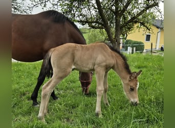Duitse rijpony, Merrie, , Buckskin