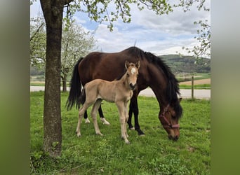 Duitse rijpony, Merrie, , Buckskin