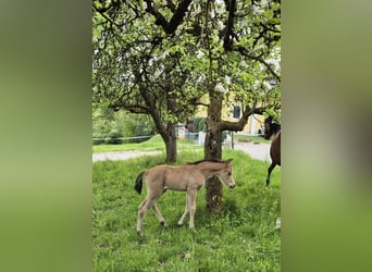Duitse rijpony, Merrie, , Buckskin