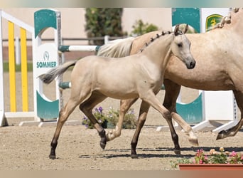 Duitse rijpony, Merrie, Veulen (04/2025), Buckskin
