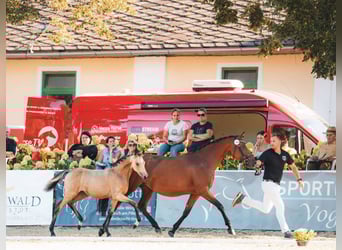 Duitse rijpony, Merrie, Veulen (05/2025), Buckskin