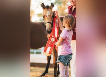 Duitse rijpony, Merrie, Veulen (05/2025), Buckskin