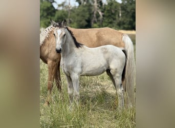 Duitse rijpony, Merrie, Veulen (03/2025), Buckskin