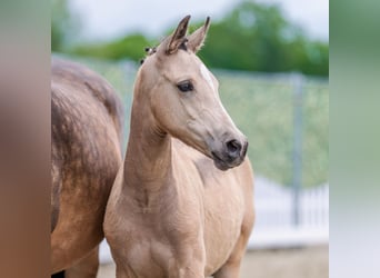 Duitse rijpony, Merrie, Veulen (02/2026), Buckskin