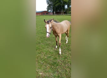 Duitse rijpony, Merrie, veulen (02/2024), Buckskin