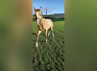 Duitse rijpony, Merrie, veulen (02/2024), Buckskin