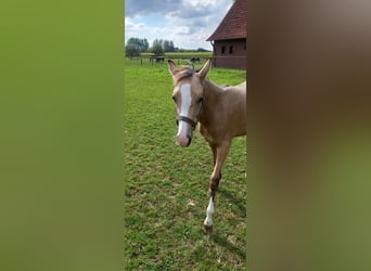 Duitse rijpony, Merrie, veulen (02/2024), Buckskin