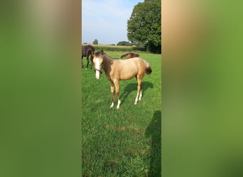 Duitse rijpony, Merrie, veulen (02/2024), Buckskin