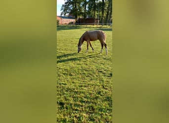 Duitse rijpony, Merrie, veulen (02/2024), Buckskin