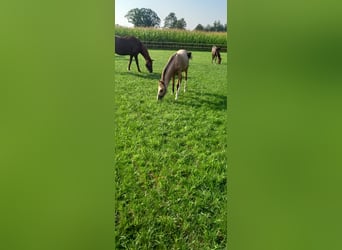 Duitse rijpony, Merrie, veulen (02/2024), Buckskin