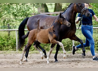 Duitse rijpony, Merrie, Veulen (04/2026), Donkerbruin