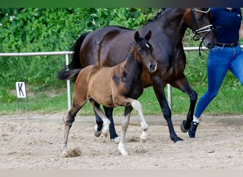 Duitse rijpony, Merrie, Veulen (04/2026), Donkerbruin