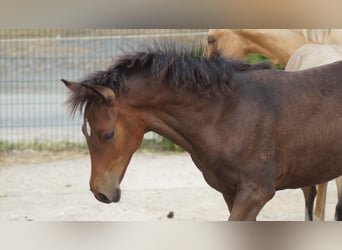 Duitse rijpony, Merrie, Veulen (05/2026), Donkerbruin