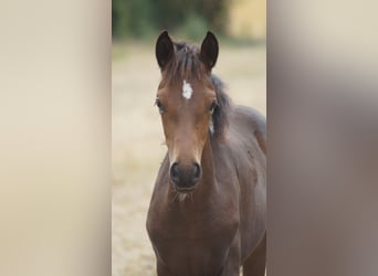 Duitse rijpony, Merrie, Veulen (05/2026), Donkerbruin