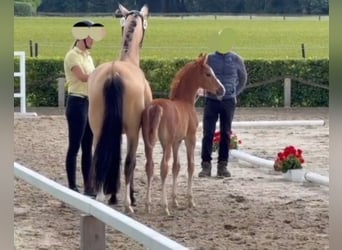 Duitse rijpony, Merrie, Veulen (05/2026), Donkere-vos